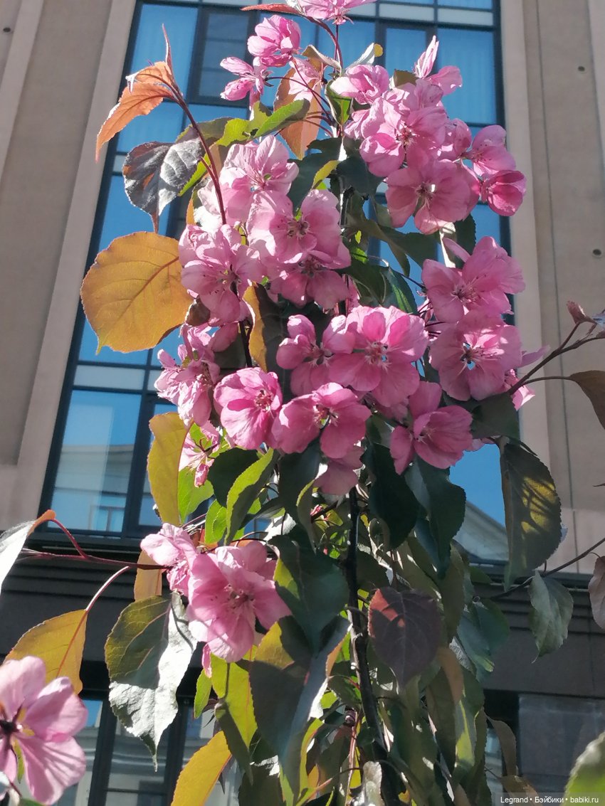 Санкт-Петербург: Таврический сад в мае