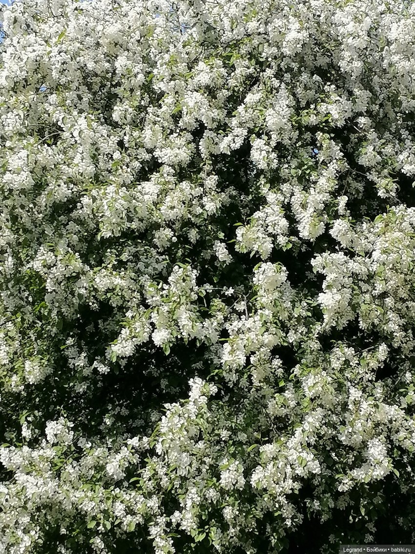 Санкт-Петербург: Таврический сад - цветущий май
