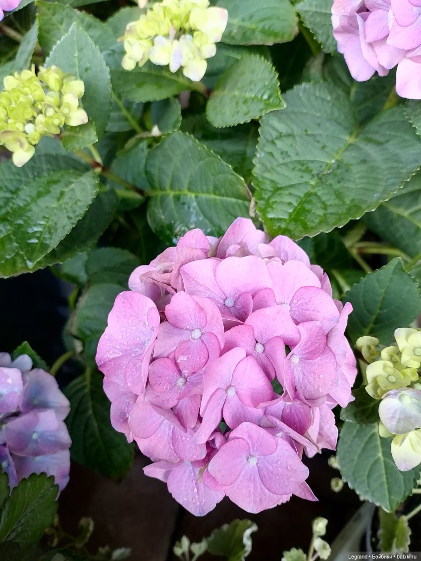 Санкт-Петербург: Таврический сад в мае