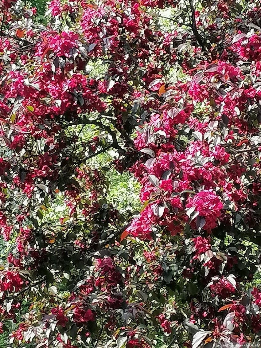 Санкт-Петербург: Таврический сад - цветущий май