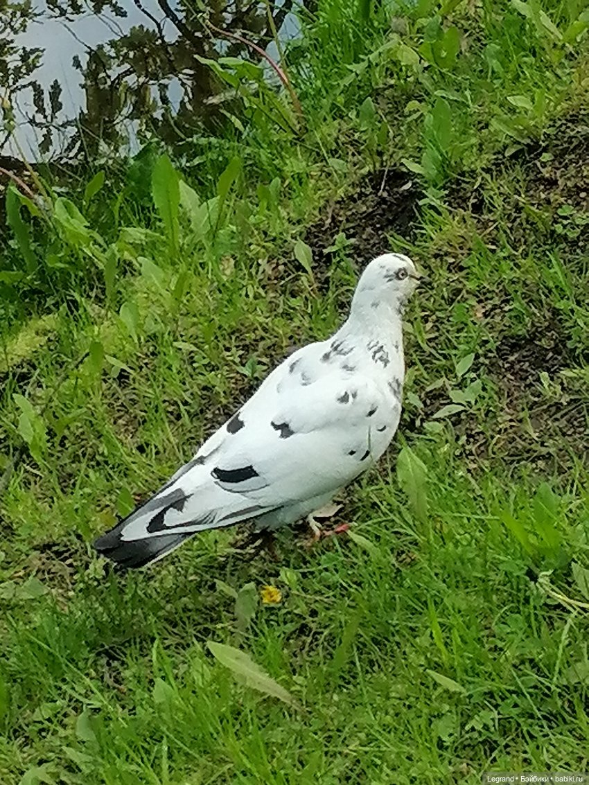 Санкт-Петербург: Таврический сад в мае (фото 8)