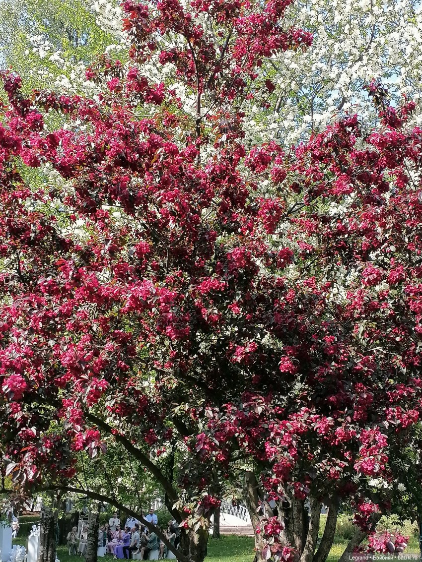 Санкт-Петербург: Таврический сад - цветущий май