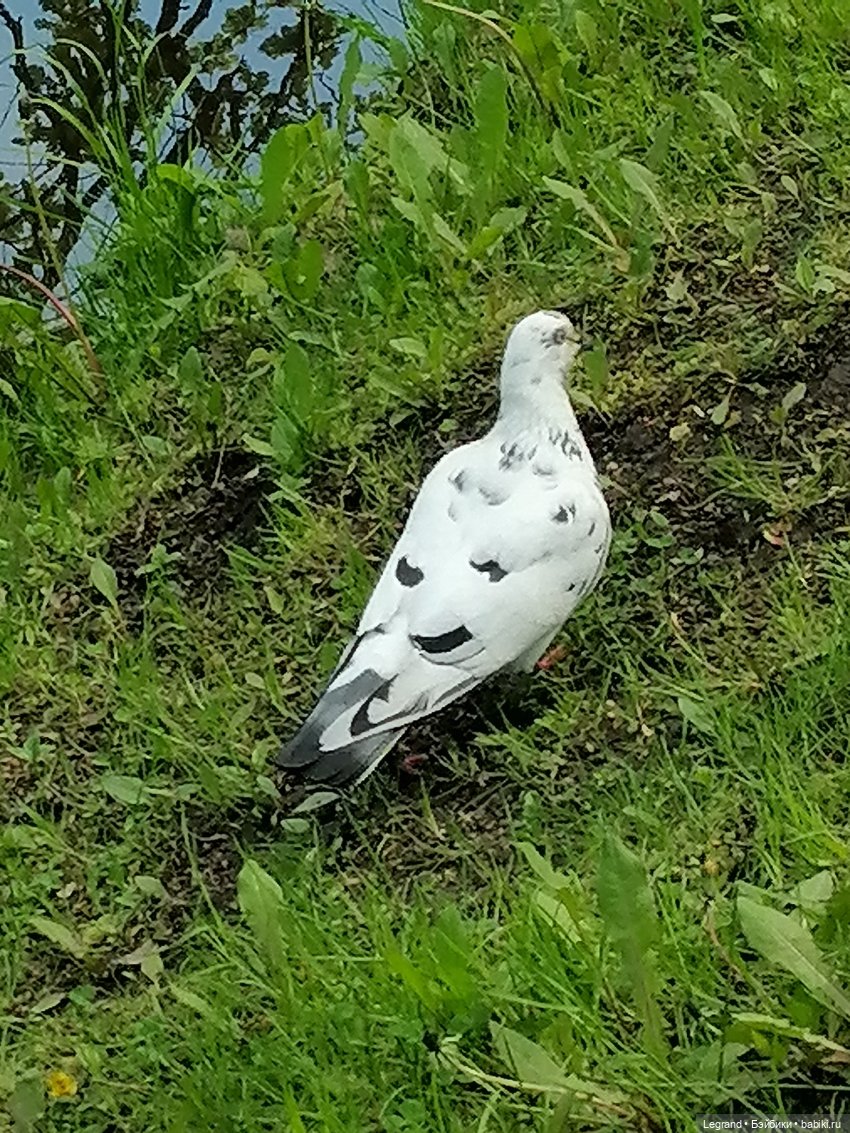 Санкт-Петербург: Таврический сад в мае (фото 9)
