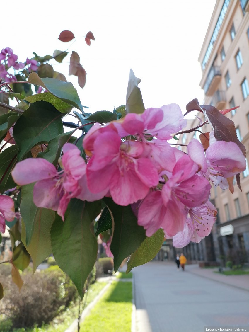 Санкт-Петербург: Таврический сад в мае