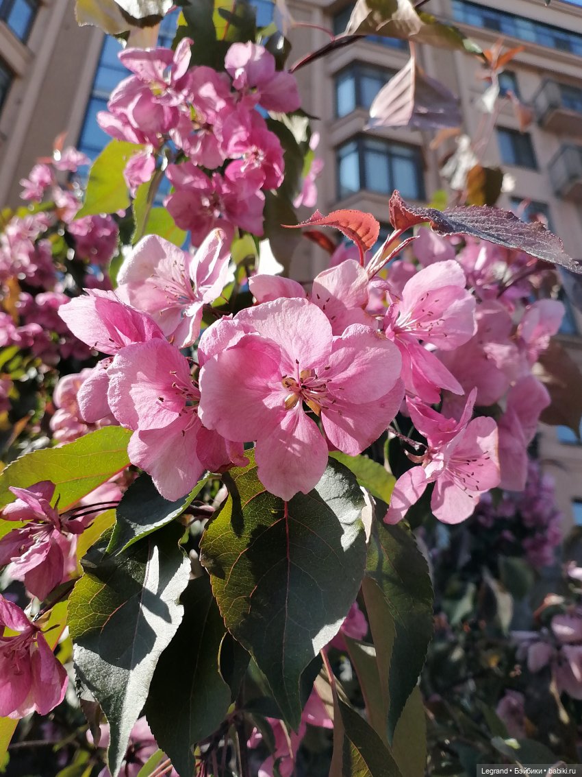 Санкт-Петербург: Таврический сад в мае