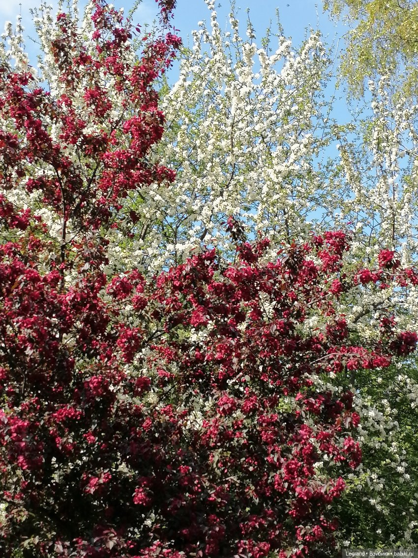 Санкт-Петербург: Таврический сад - цветущий май