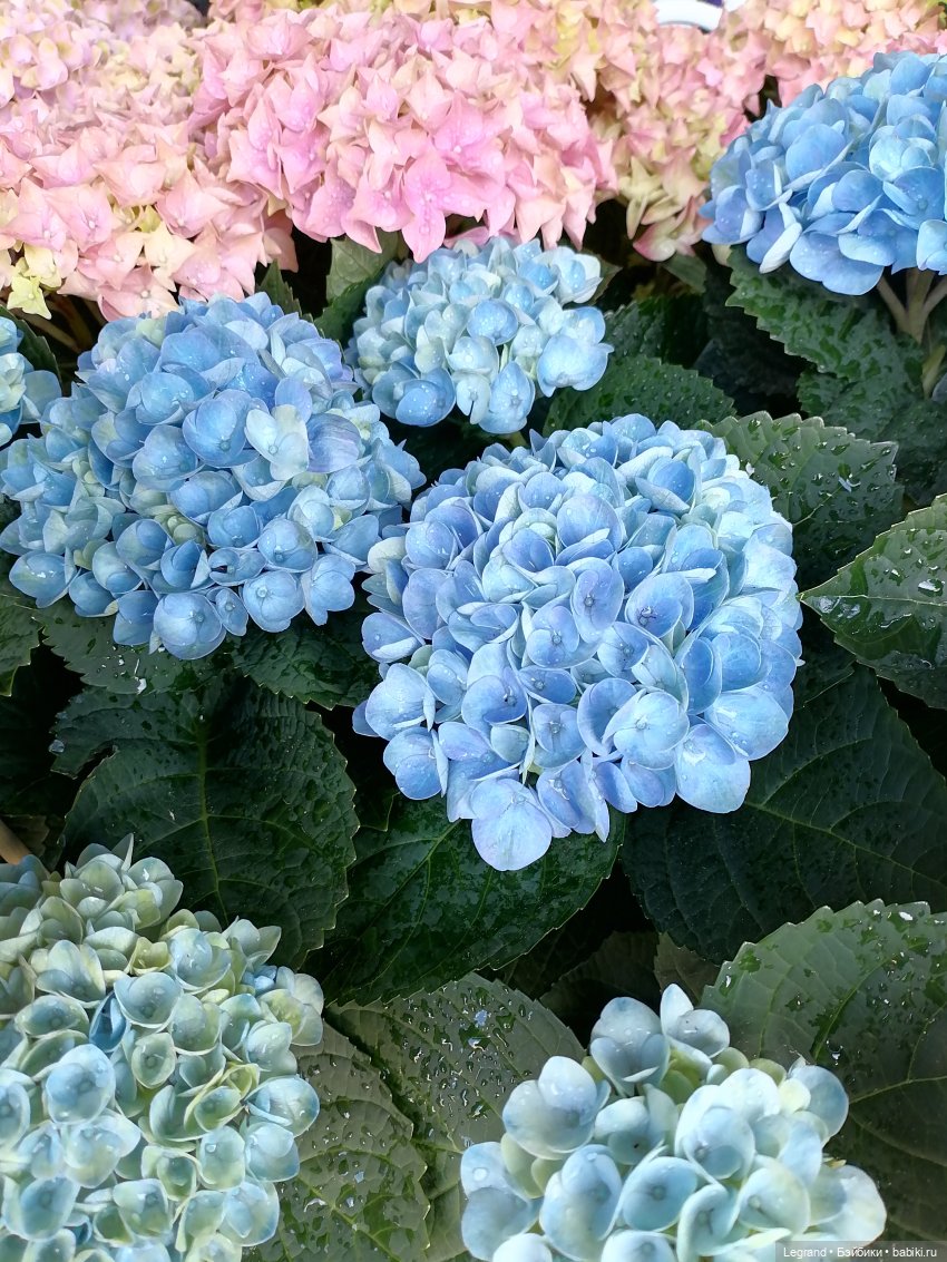 Санкт-Петербург: Таврический сад в мае