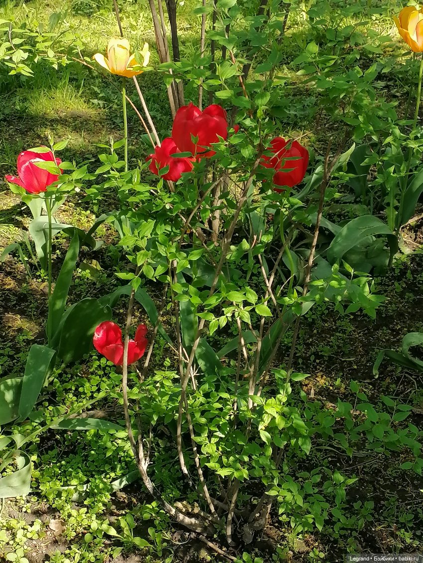 Санкт-Петербург: Таврический сад в мае