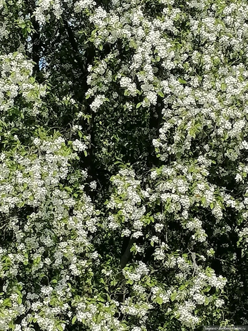 Санкт-Петербург: Таврический сад - цветущий май (фото 9)