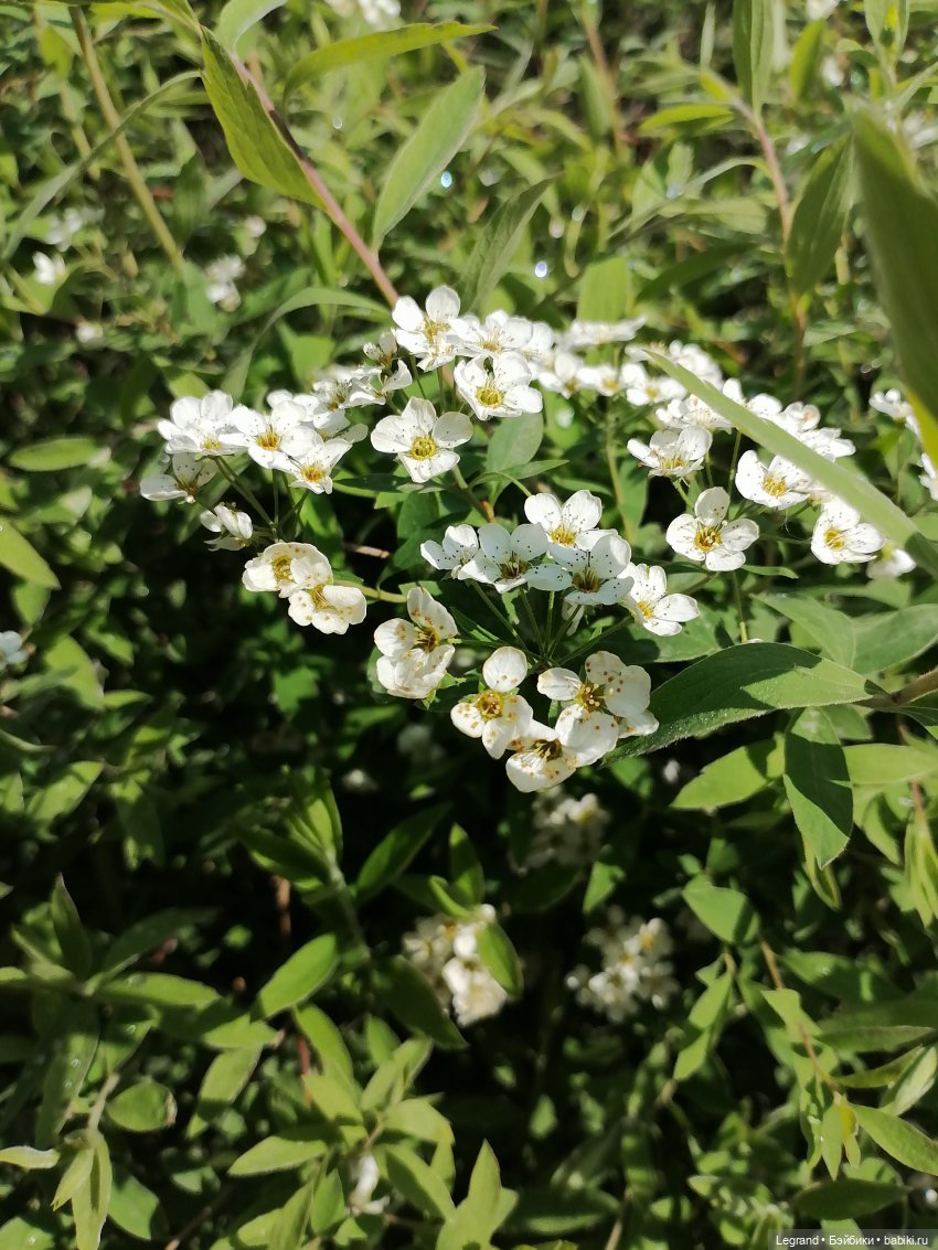 Санкт-Петербург: Таврический сад - цветущий май
