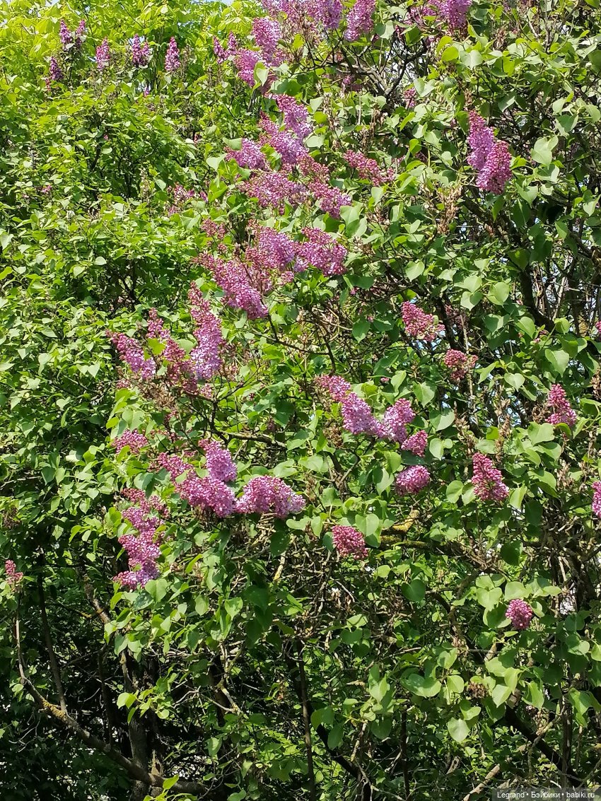 Санкт-Петербург: Таврический сад - цветущий май (фото 3)