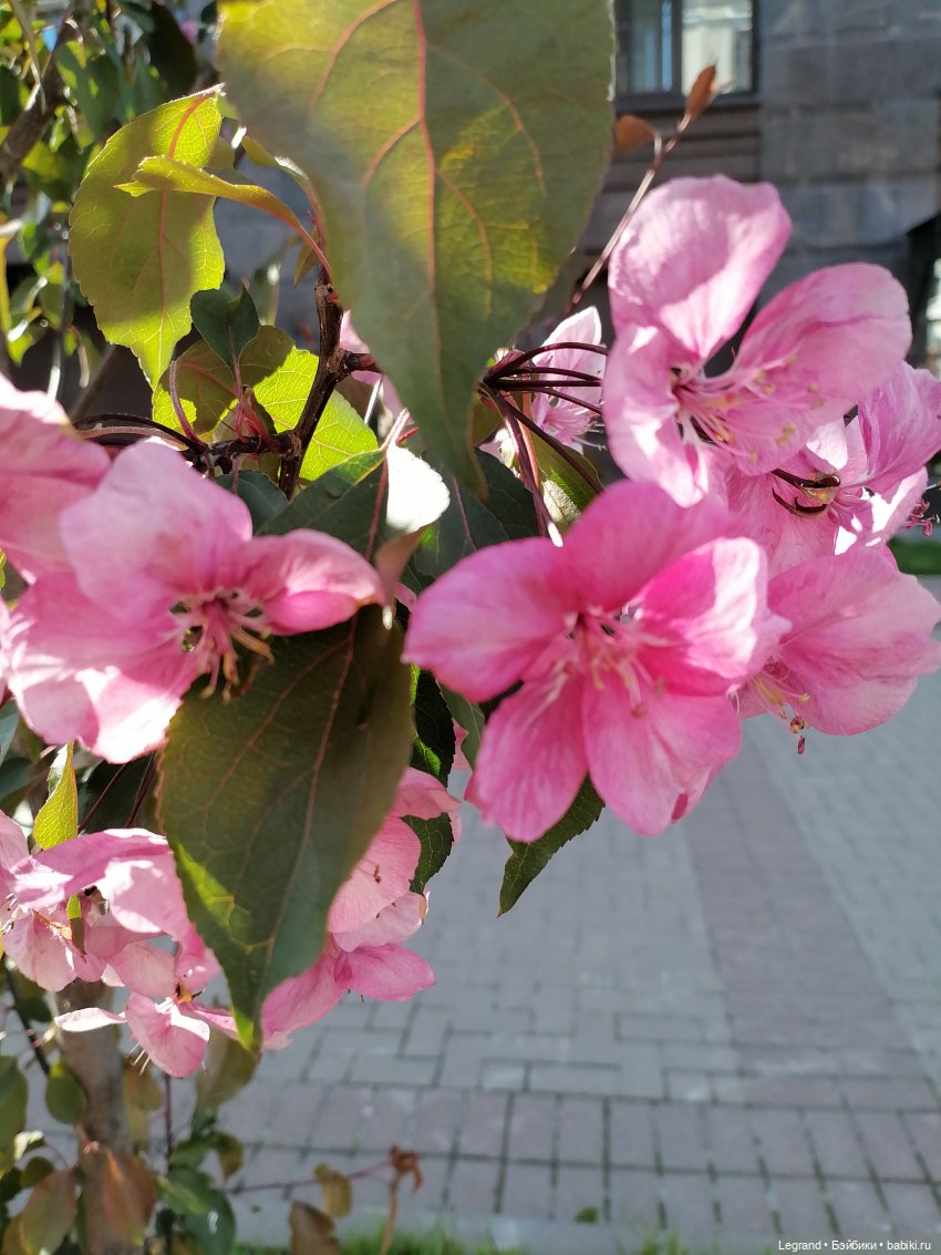 Санкт-Петербург: Таврический сад в мае