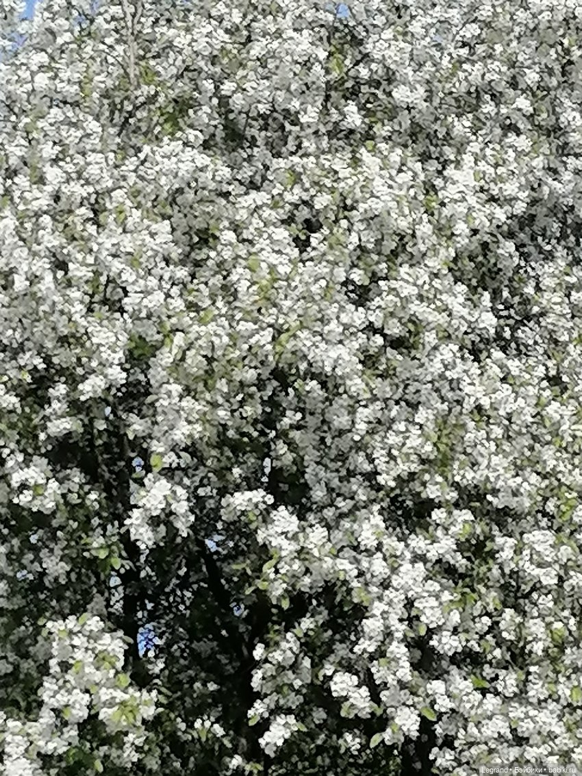 Санкт-Петербург: Таврический сад - цветущий май (фото 10)