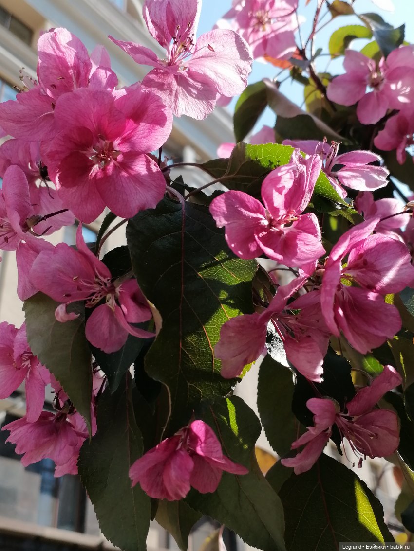 Санкт-Петербург: Таврический сад в мае