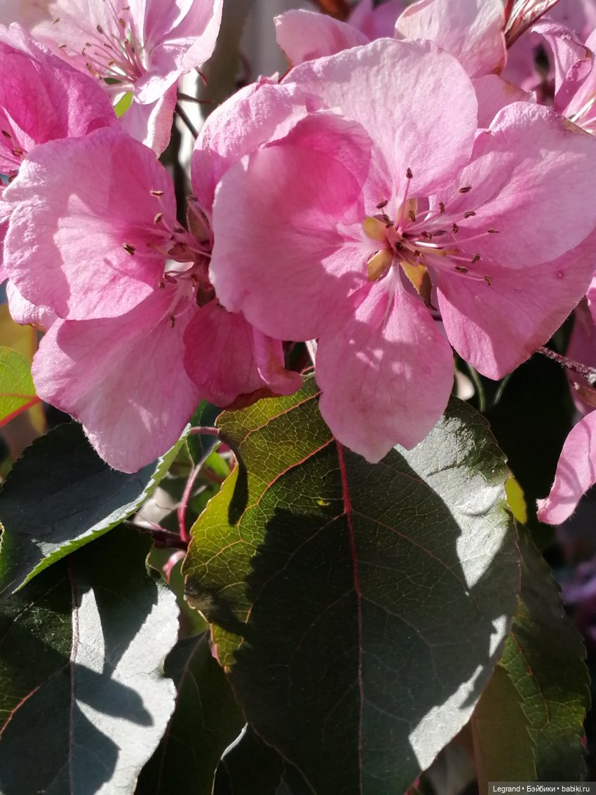 Санкт-Петербург: Таврический сад в мае