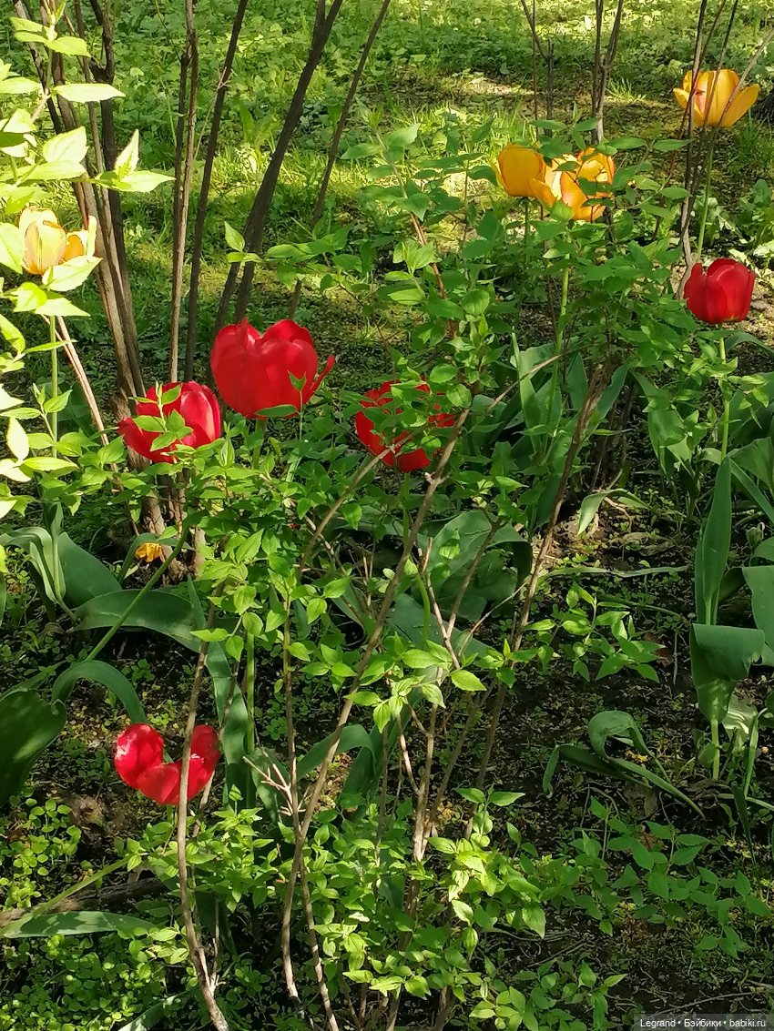 Санкт-Петербург: Таврический сад в мае