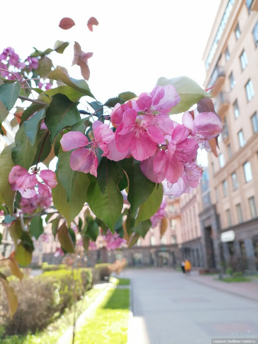 Санкт-Петербург: Таврический сад в мае