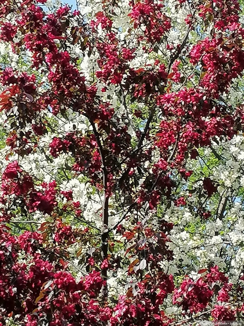 Санкт-Петербург: Таврический сад - цветущий май