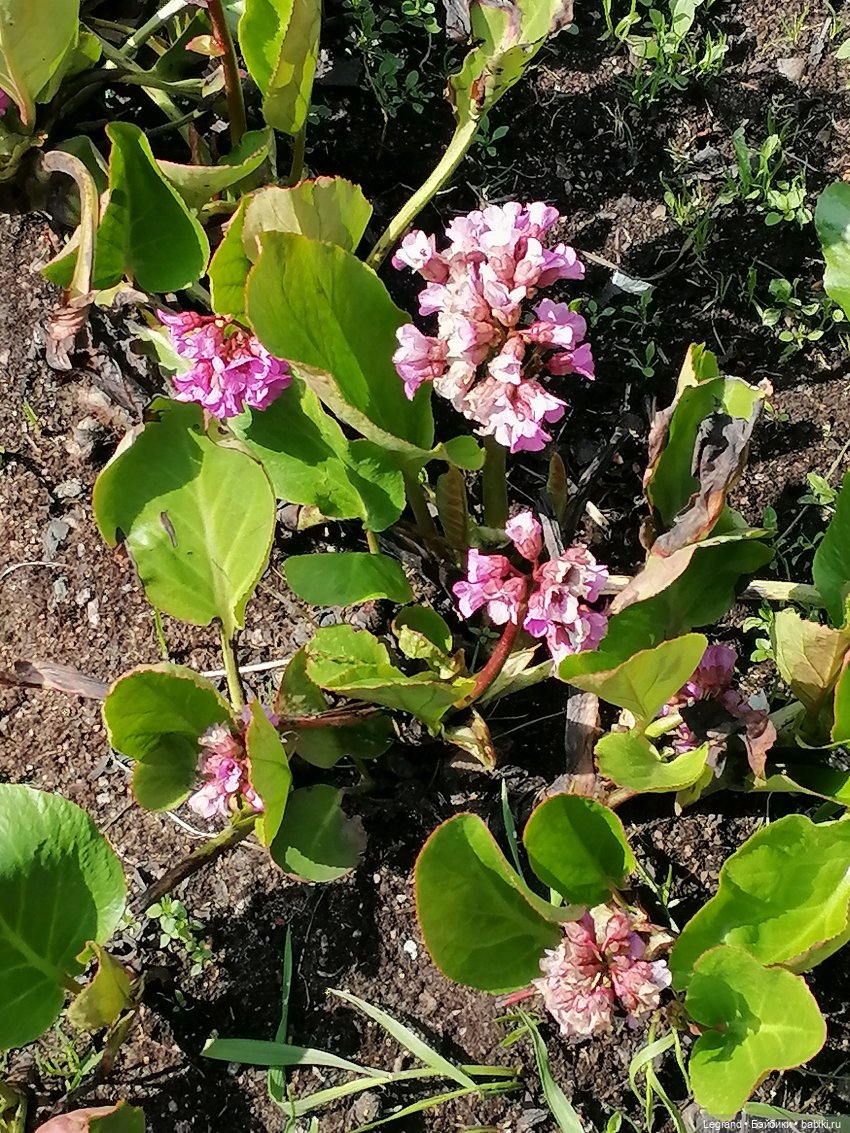 Санкт-Петербург: Таврический сад - цветущий май