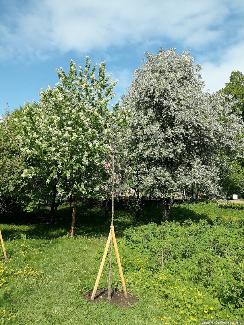 Санкт-Петербург: Таврический сад - цветущий май (фото 5)