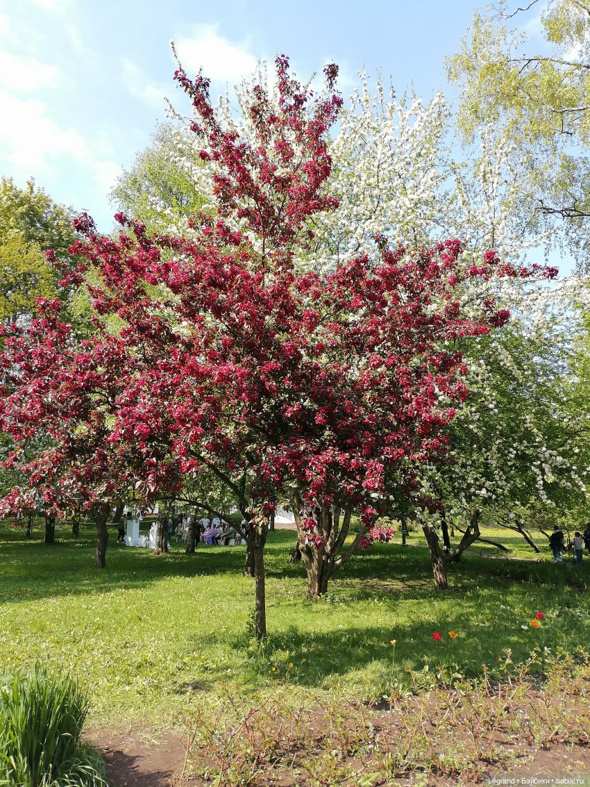 Санкт-Петербург: Таврический сад - цветущий май