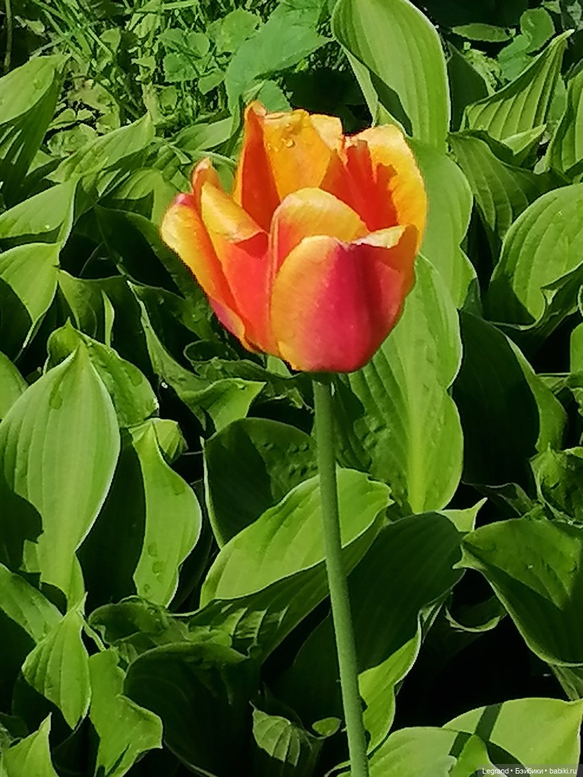 Санкт-Петербург: Таврический сад - цветущий май