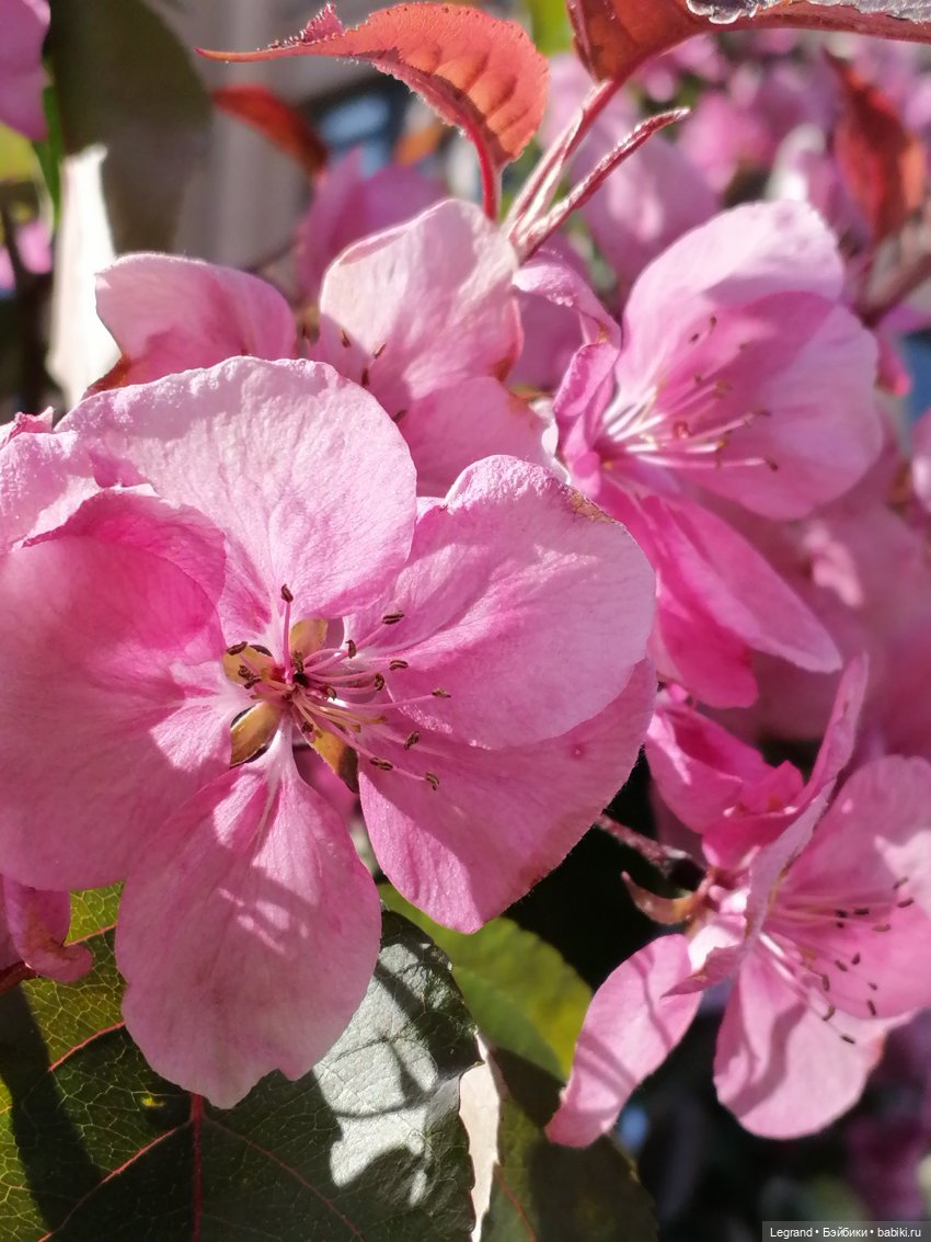 Санкт-Петербург: Таврический сад в мае