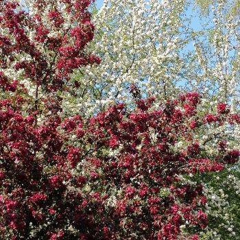 Санкт-Петербург: Таврический сад - цветущий май