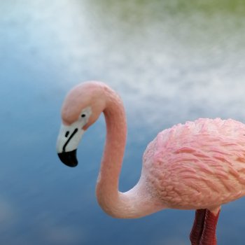 Розовые фламинго в Таврическом саду