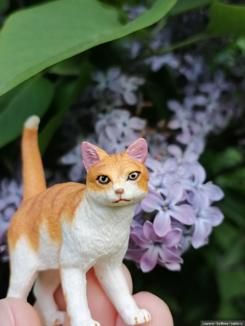 Лурения - Петербург: новый кот на прогулке в Таврическом (фото 2)