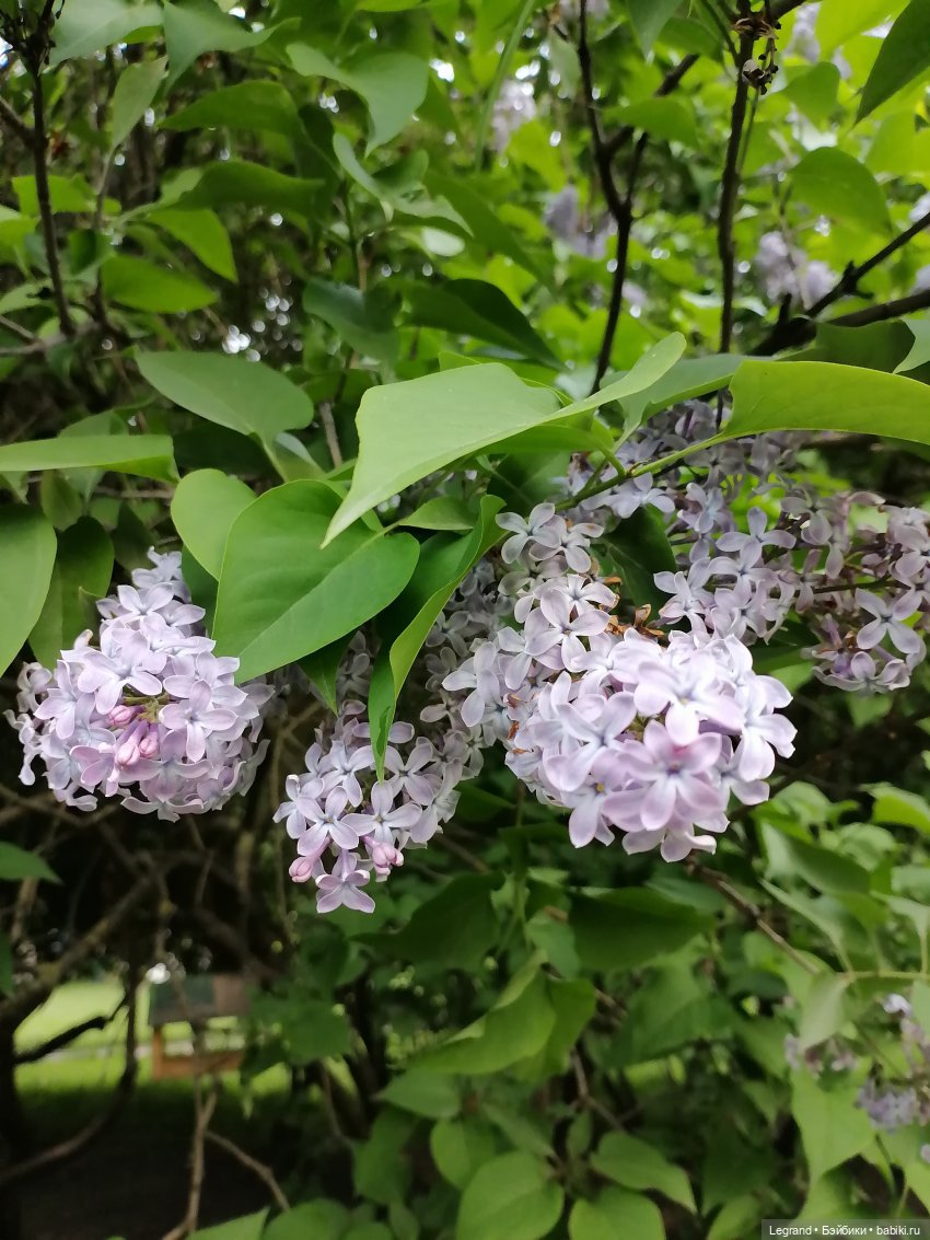 Лурения - Петербург: новый кот на прогулке в Таврическом