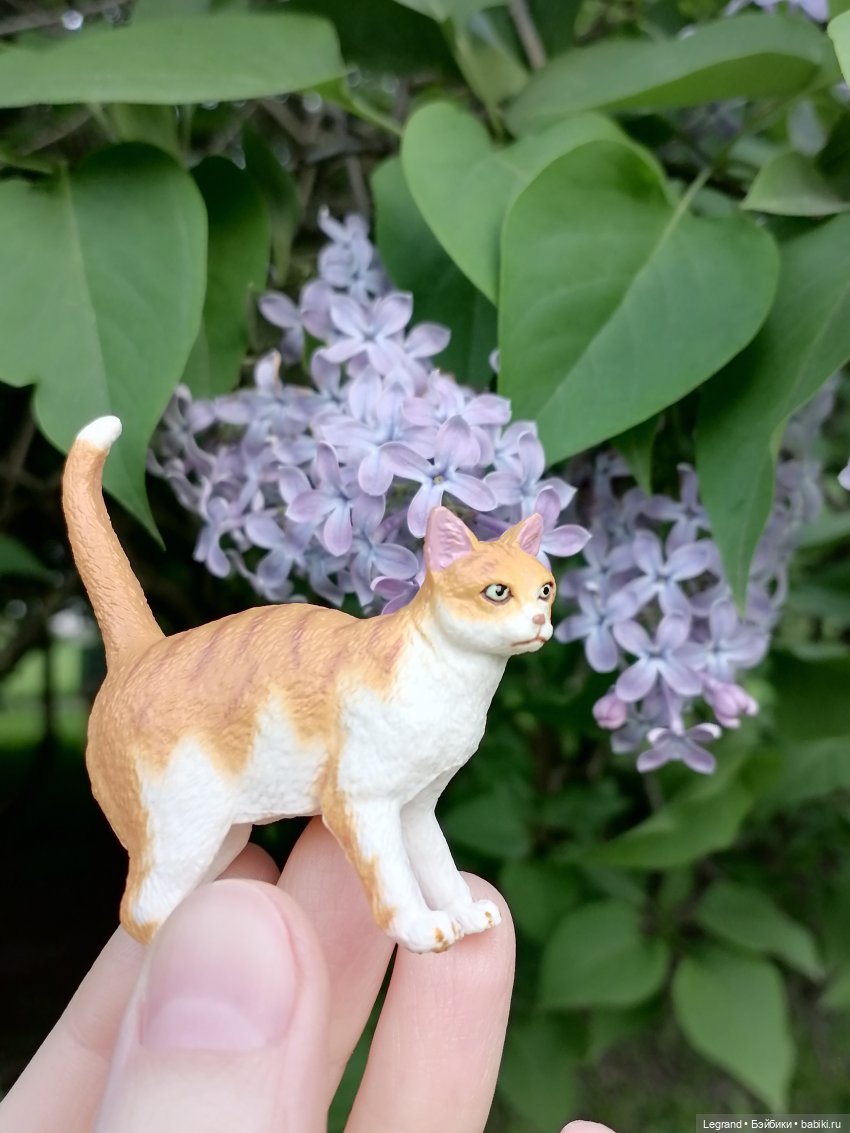 Лурения - Петербург: новый кот на прогулке в Таврическом (фото 7)