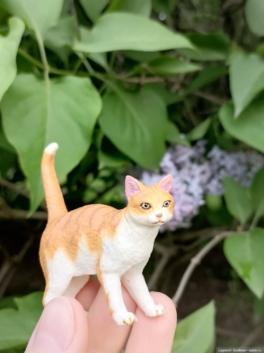 Лурения - Петербург: новый кот на прогулке в Таврическом (фото 5)