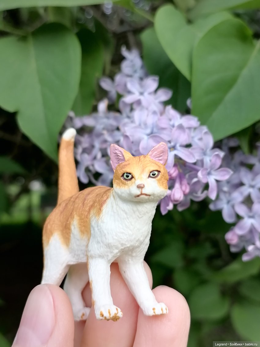 Лурения - Петербург: новый кот на прогулке в Таврическом (фото 6)