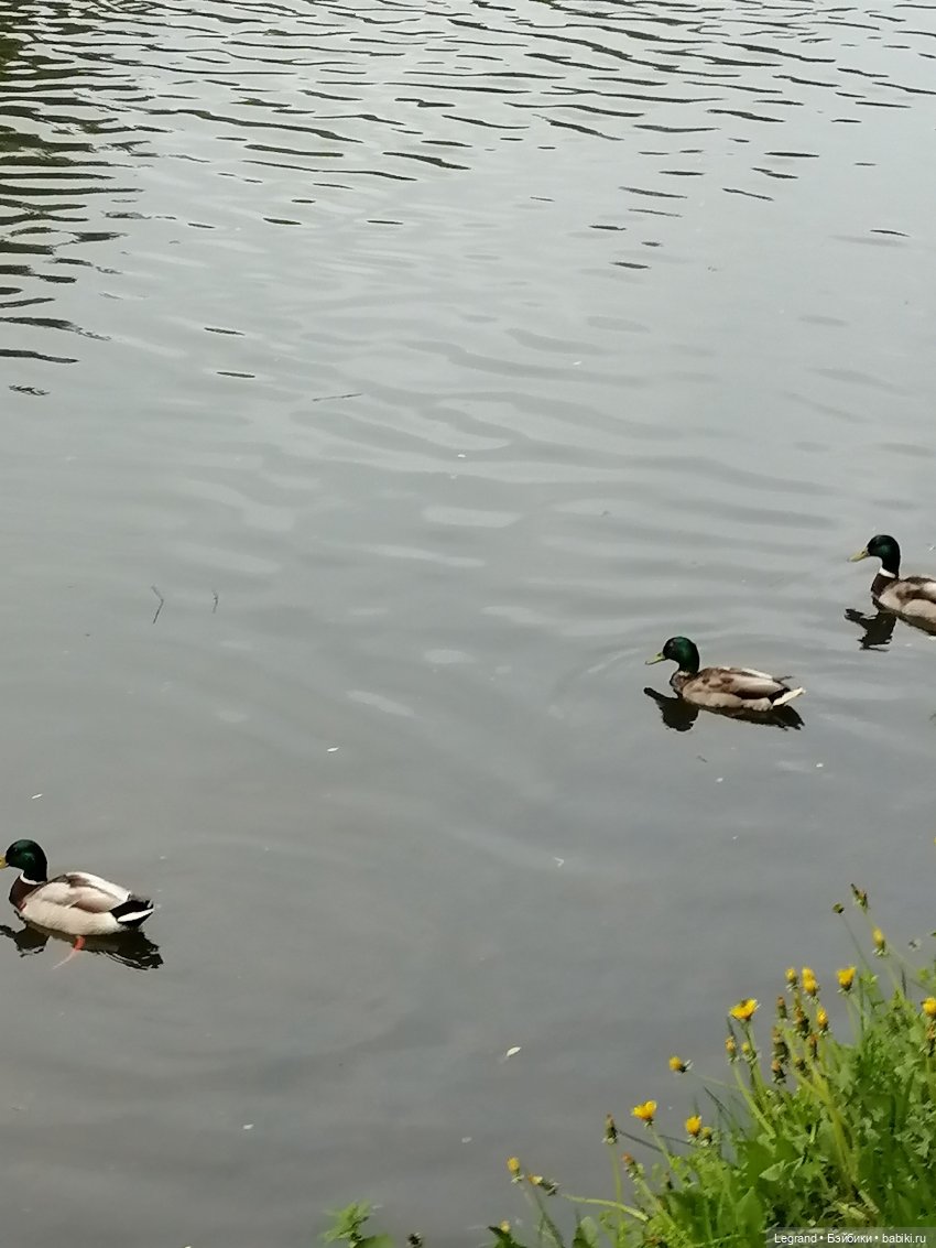 Лурения - Петербург: новый кот на прогулке в Таврическом