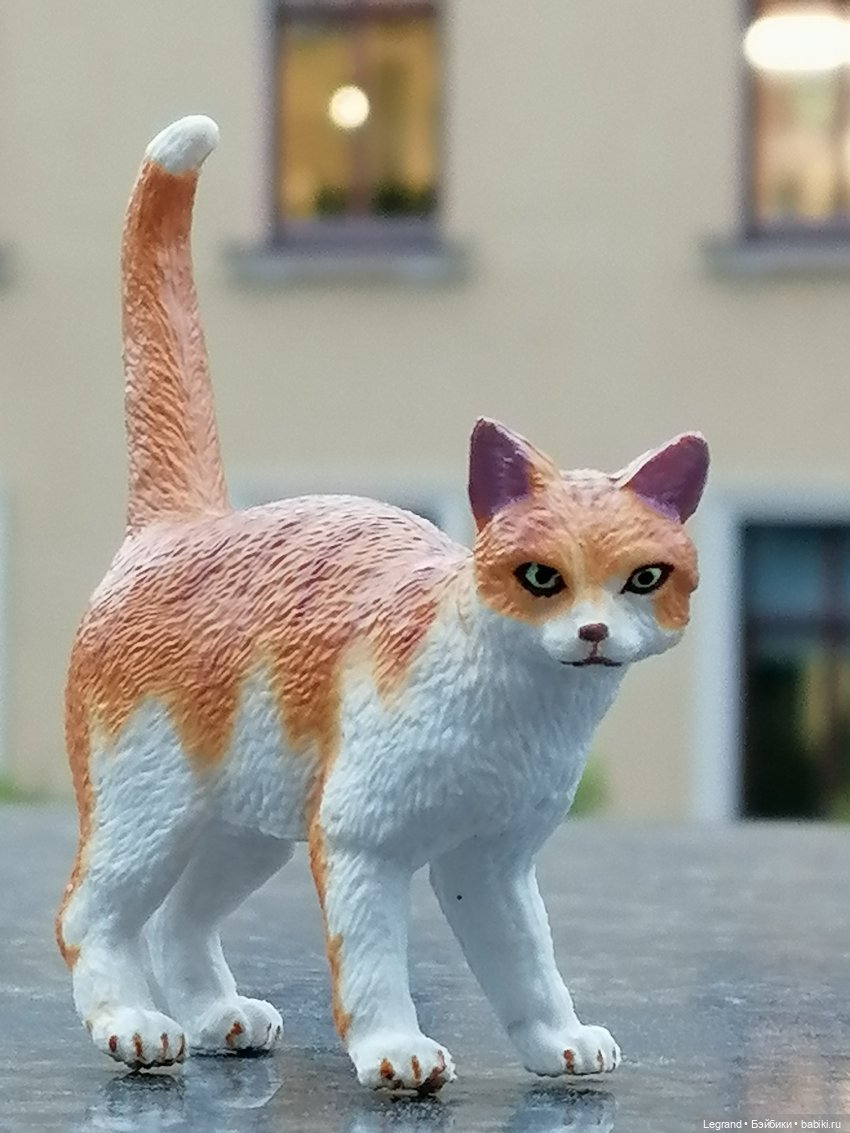 Лурения - Петербург: новый кот на прогулке в Парадном (фото 8)