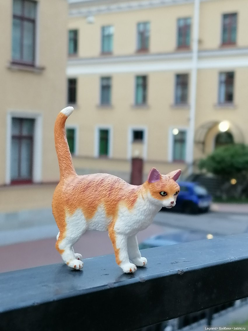 Лурения - Петербург: новый кот на прогулке в Парадном