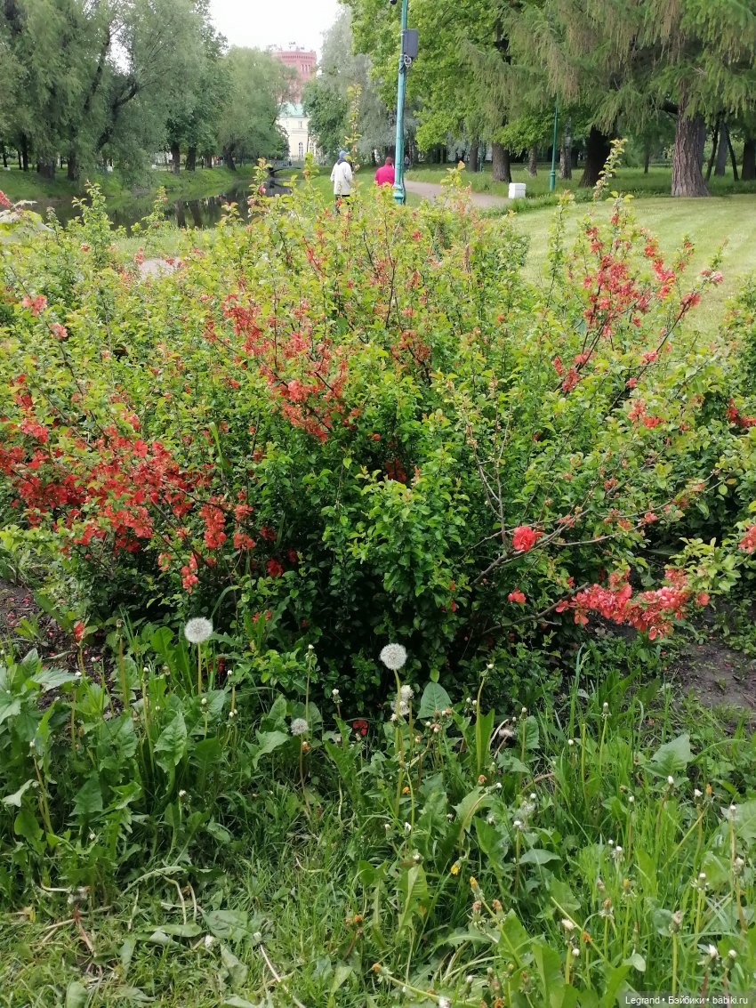 Санкт-Петербург: Таврический сад в начале июня