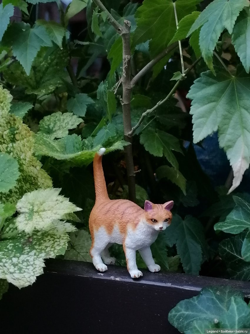 Лурения - Петербург: новый кот на прогулке в Парадном