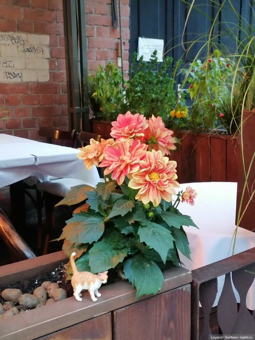 Лурения - Петербург: новый кот на прогулке в Парадном