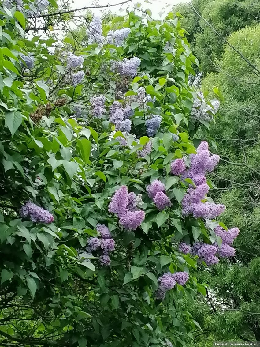 Санкт-Петербург: Таврический сад - пруд, утки, чайки