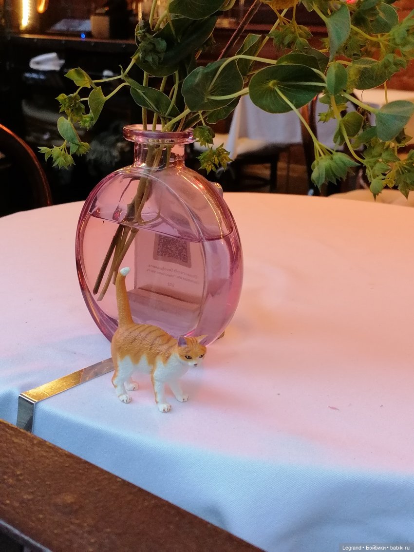 Лурения - Петербург: новый кот на прогулке в Парадном