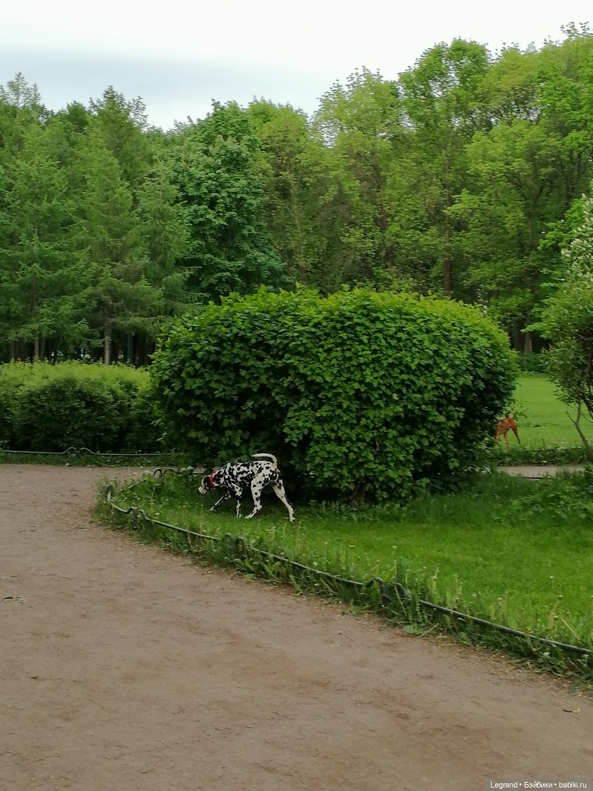 Санкт-Петербург: Таврический сад в начале июня