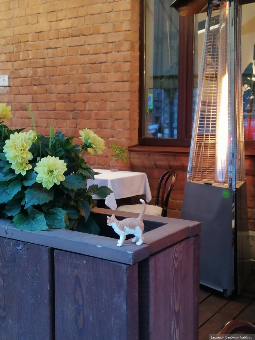 Лурения - Петербург: новый кот на прогулке в Парадном