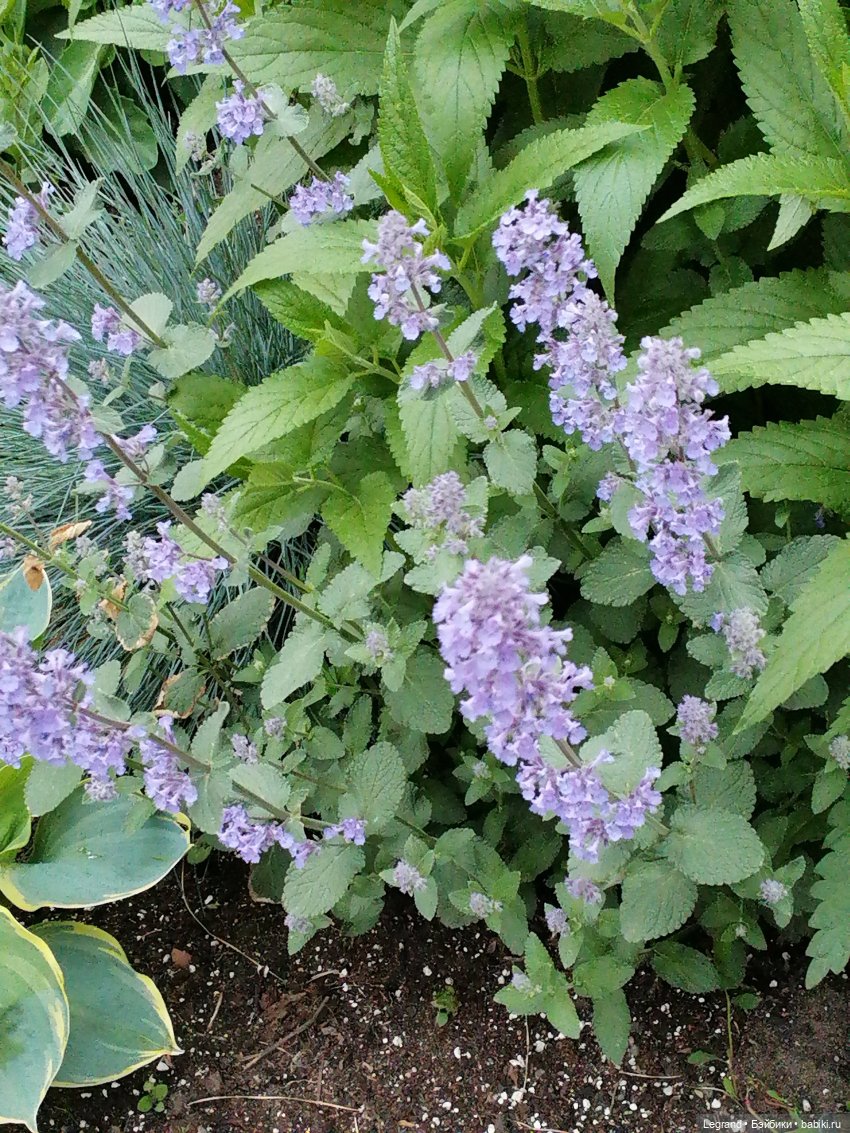 Санкт-Петербург: Таврический сад - пруд, утки, чайки