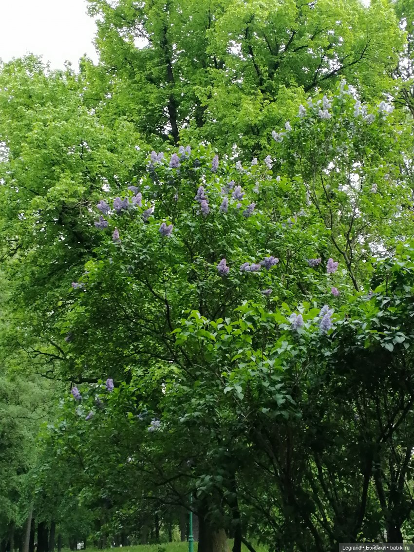 Санкт-Петербург: Таврический сад в начале июня