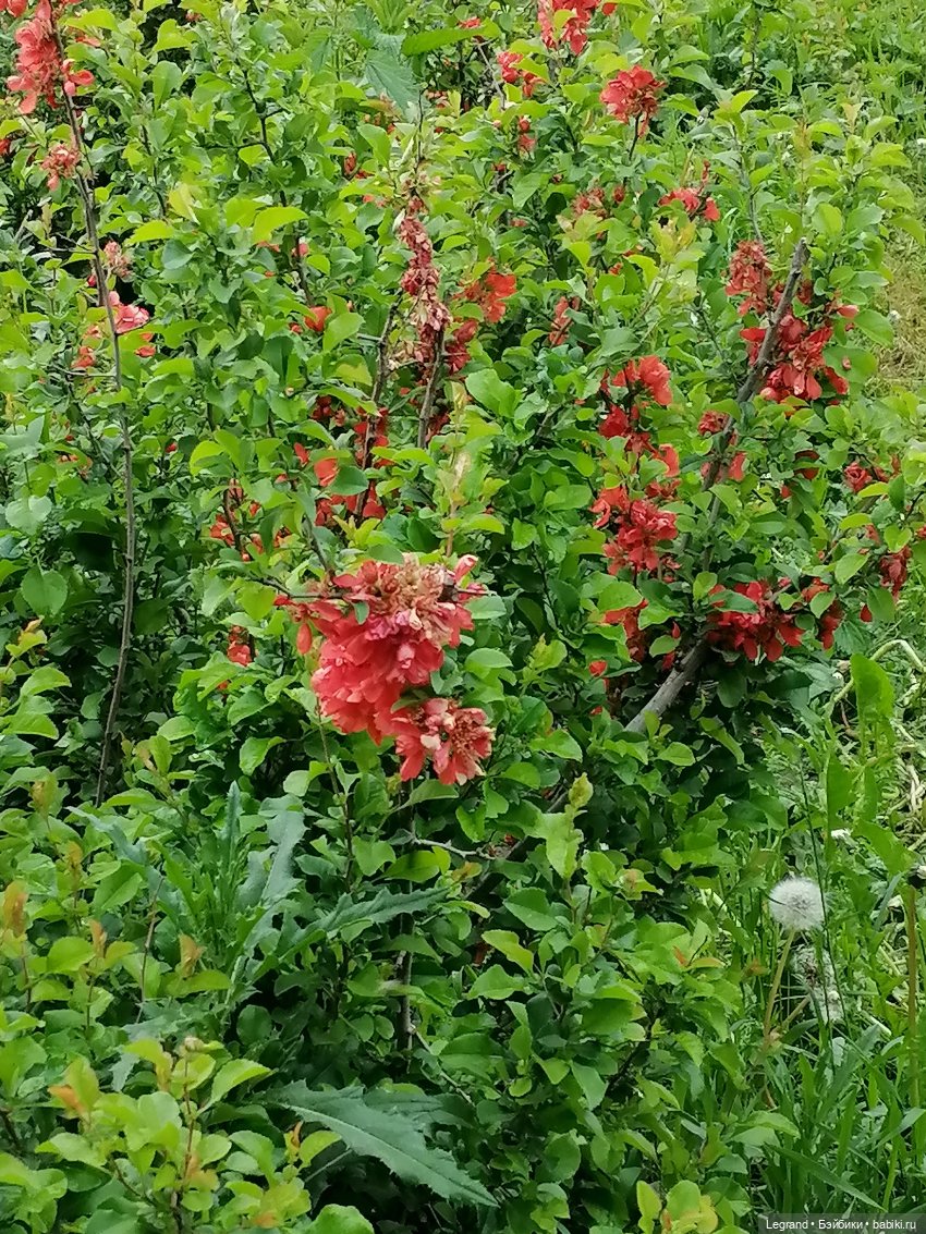 Санкт-Петербург: Таврический сад в начале июня