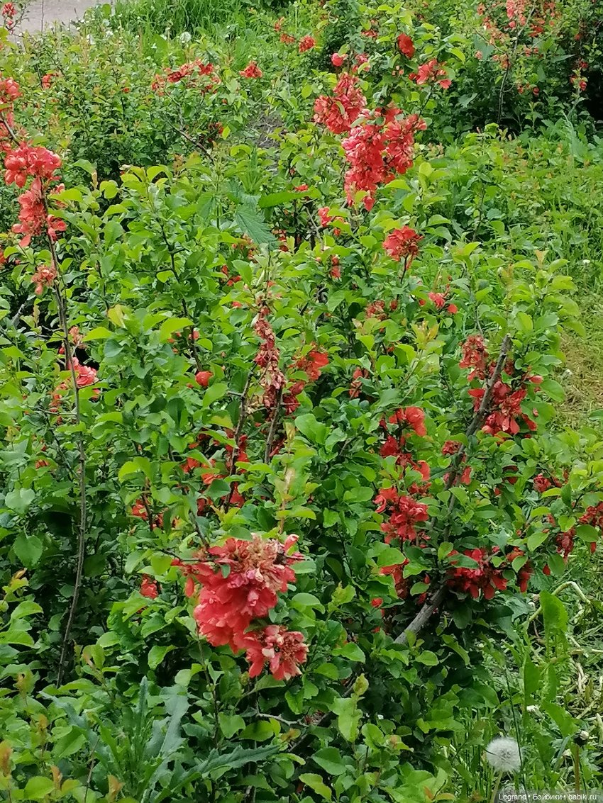 Санкт-Петербург: Таврический сад в начале июня