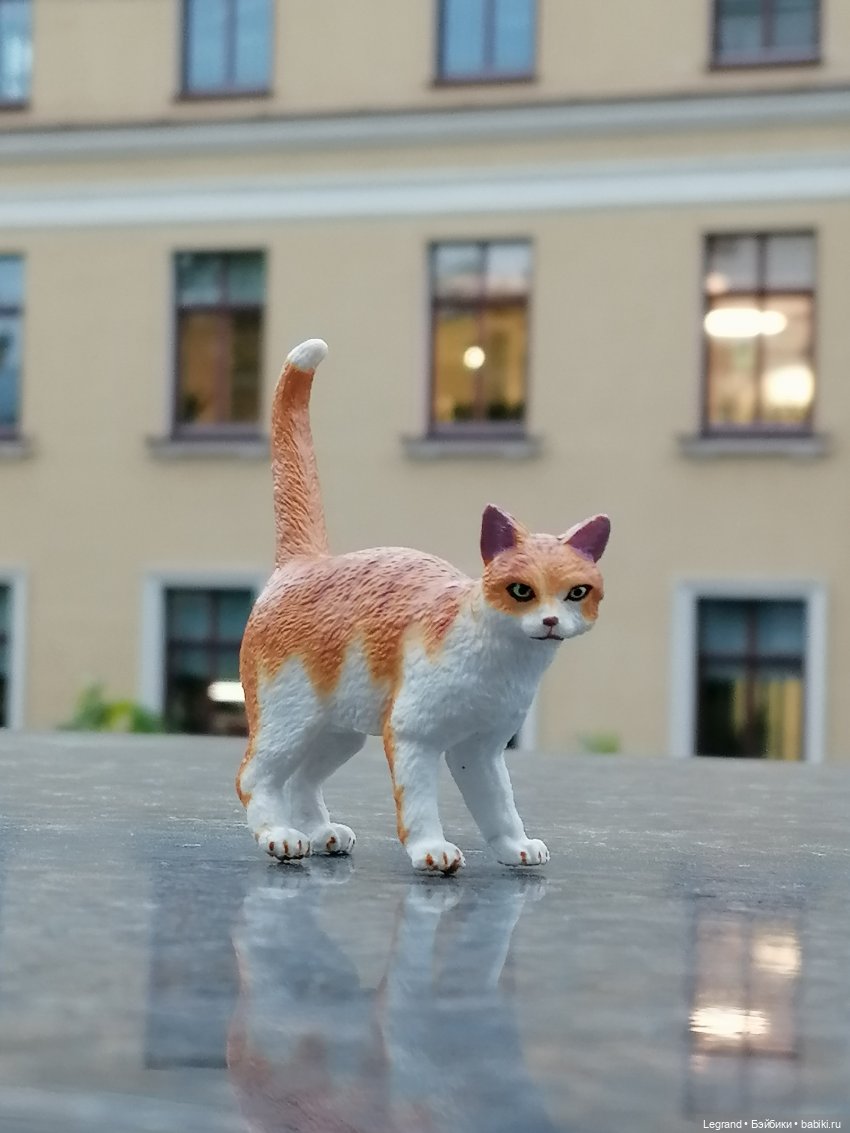 Лурения - Петербург: новый кот на прогулке в Парадном (фото 7)