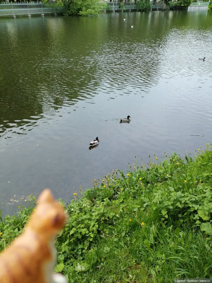 Лурения - Петербург: новый кот на прогулке в Таврическом